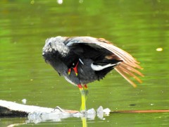 Gallinula galeata
