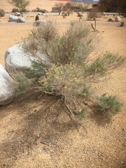 Kroenleinia grusonii