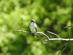 Tyrannus dominicensis