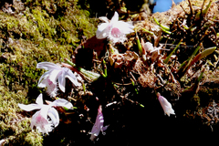 Pleione humilis