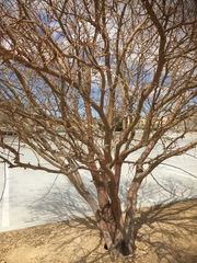 Kroenleinia grusonii