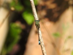 Ischnura ramburii
