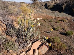 Euryops lateriflorus
