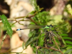 Ischnura ramburii