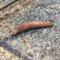 Amphion floridensis