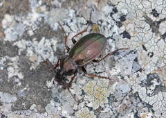 Carabus aeneolus