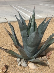 Kroenleinia grusonii