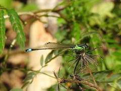 Ischnura ramburii