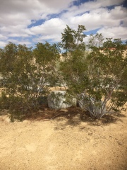 Ericameria nauseosa
