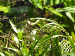 Heliconius charithonia