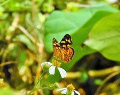 Anthanassa frisia