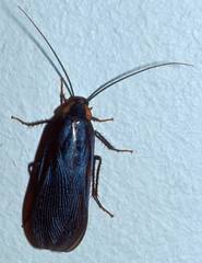 Deropeltis paulinoi