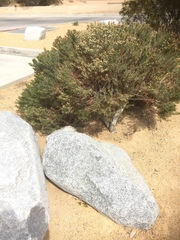 Ericameria nauseosa