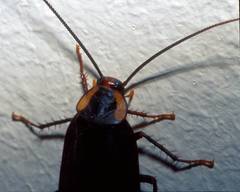 Deropeltis paulinoi