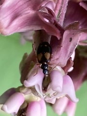 Lebia