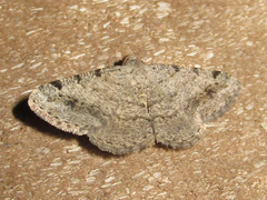 Frederickia disparcata