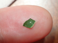 Euptoieta claudia