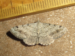 Frederickia disparcata