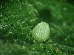Euptoieta claudia