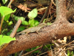Anolis sagrei