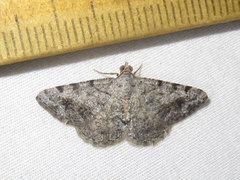 Frederickia disparcata