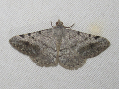 Frederickia disparcata