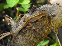 Anolis sagrei