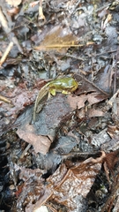 Hyla intermedia perrini