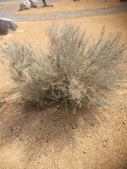 Ericameria nauseosa