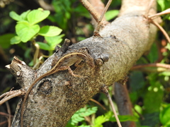 Anolis sagrei