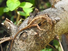 Anolis sagrei