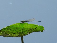 Ischnura ramburii
