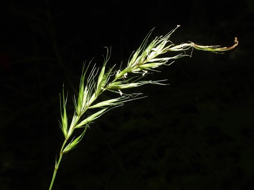 Elymus X ebingeri