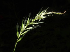 Elymus × ebingeri