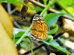 Anthanassa frisia