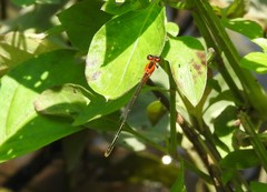 Ischnura ramburii