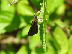 Cymaenes tripunctus