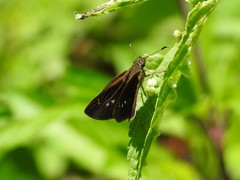 Cymaenes tripunctus