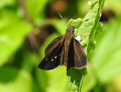 Cymaenes tripunctus