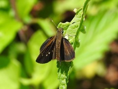 Cymaenes tripunctus