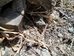 Geomantis larvoides
