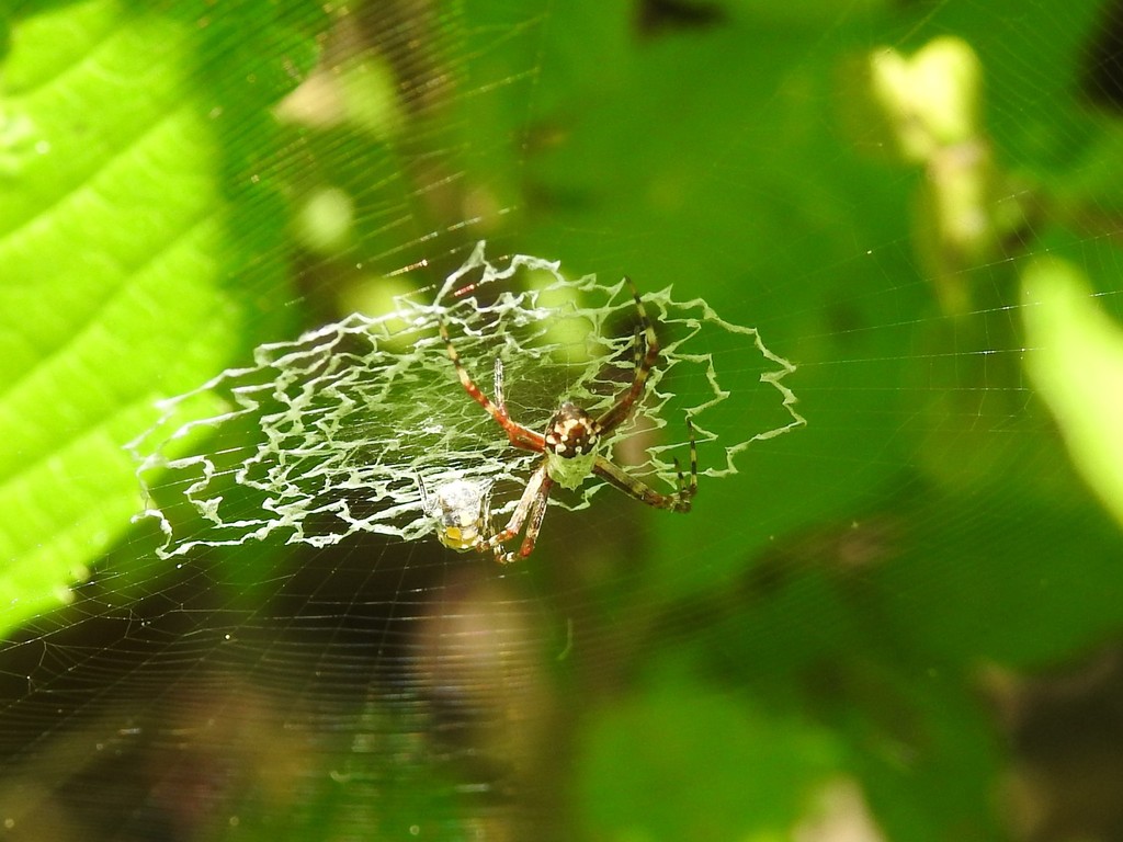 Argiope butchko
