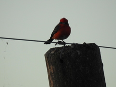 Pyrocephalus rubinus