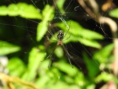 Leucauge argyra
