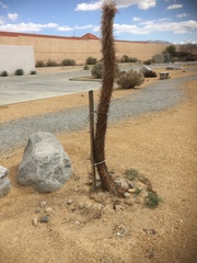 Lycium andersonii