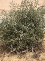 Lycium andersonii