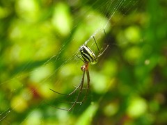 Leucauge argyra