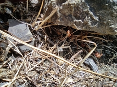 Geomantis larvoides