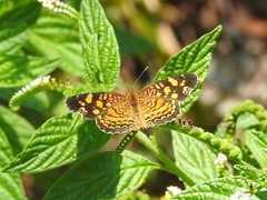 Anthanassa frisia