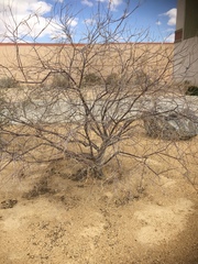 Lycium andersonii